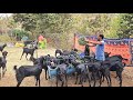 21 Oosmanabadi Goat Farming by Sursing