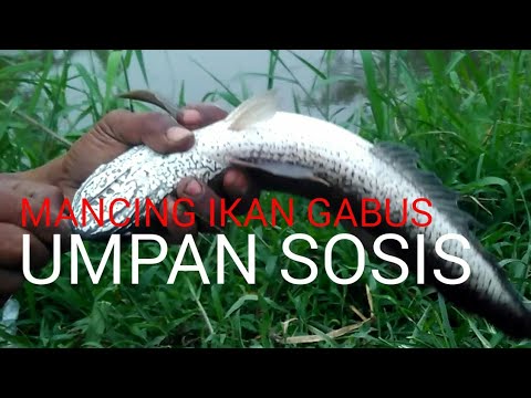 MANCING IKAN GABUS MENGGUNAKAN UMPAN SOSIS