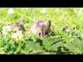 Life of a Field Mouse