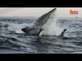 Flying Shark: Great White Breaches Off South Africa's Coast