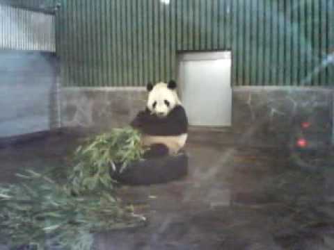 王子動物園のパンダ1