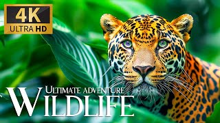 Ultimate Adventure Wildlife  4K 🐾 Relaxing Animals In Nature Movie  Smooth Piano Music, Real Sound