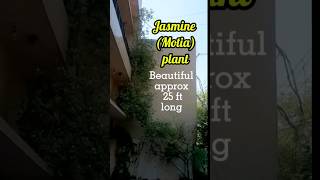 Jasmine |Motia |Vine| Gardening |Fragrant plant |Summer plant