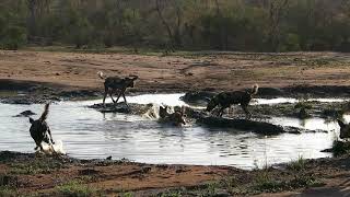 Spirited Adventures - African Wild Dogs