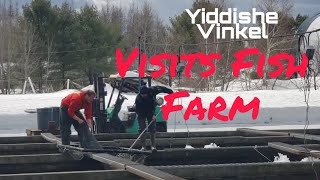 Yiddishe Vinkel Visits: "Fish Farm" & Brings You Interesting Footage