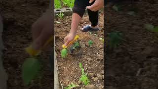Planet Gejet