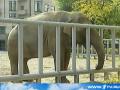 Video ОРТ - о Киевском зоопарке