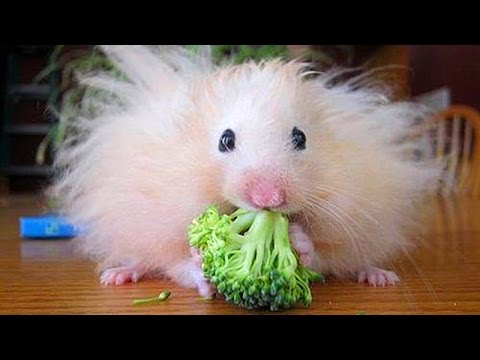 Super fun and humorous ANIMAL videos #7 - Funny animal compilation - Watch & laugh!
