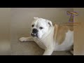 Super fun and humorous ANIMAL videos #7 - Funny animal compilation - Watch & laugh!