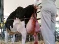Dairy Cow Gives Birth 6 Of 8 images Dairy Cow Gives Birth 6 Of 8