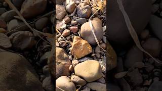 Chert