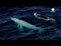 Meet Migaloo: Extremely rare white whale spotted off Australia coast