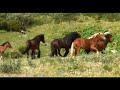 caballos salvajes