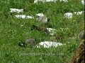 Snow Pigeons Uttarakhand Jatoli village DB 136 6