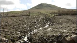 WEE TEA PLANTATION ON STV