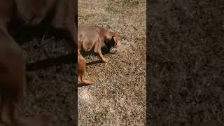 Working Patterdale Terrier Young Female Training With Rats