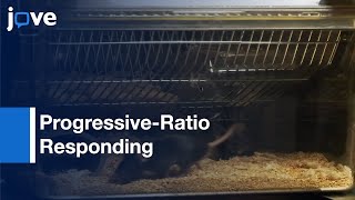 Progressive-Ratio Responding For Palatable High-Fat & High-Sugar Food In Mice L Protocol Preview