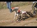 samrala derby (dog racing) 2013-14 part 5 by punjabLive1.com