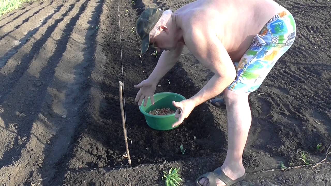Севок на репку посадка Севок на репку посадка