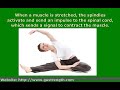 stretch reflex