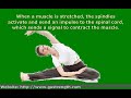 stretch reflex