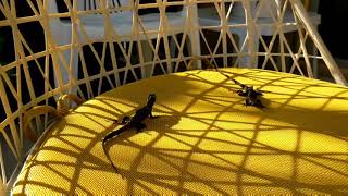 Anole fight