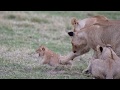 Lion cubs playing with a younger cub