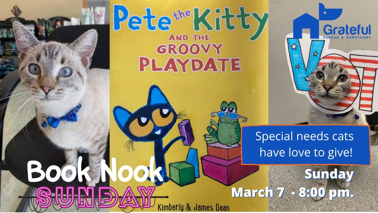 Special needs cats need homes too!
