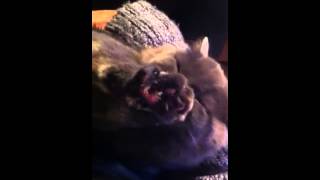 Kitty S His Thumb