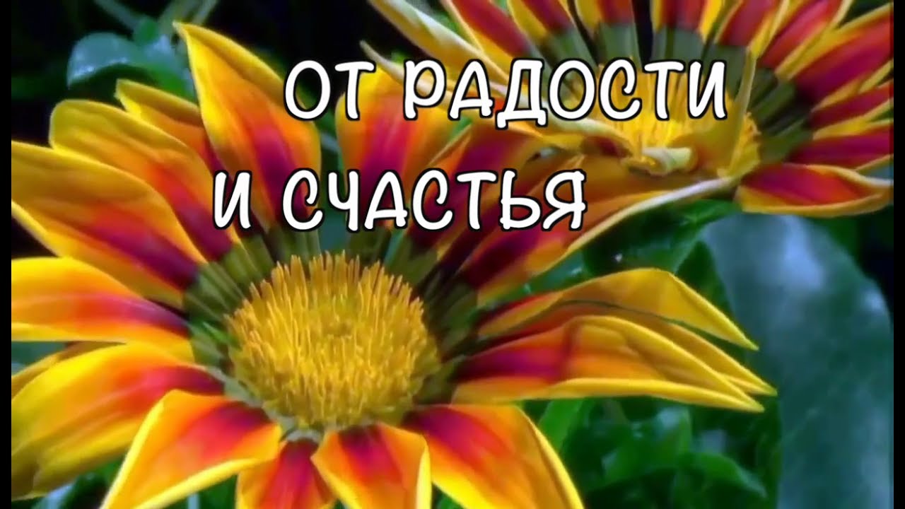 Поздравления с днём рождения для вибера 508