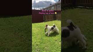 Wire-Fox Terriers Molly & Gizmo Wireplaying Tug Of War .