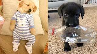 Şirin Yavru Köpek ları-Komik ve Eğlenceli(Baby Dogs-Cute and Funny Dog s Compila