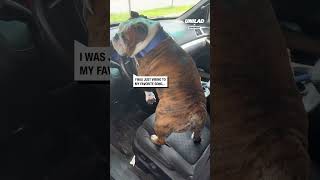 Dogs Humps Cause The Car Horn To Beep