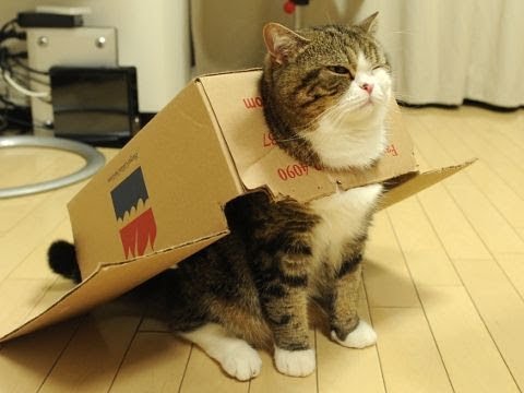 Funny cats