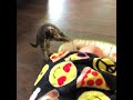 Funny cats