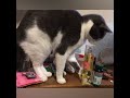 Funny cats