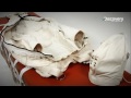 Mummification