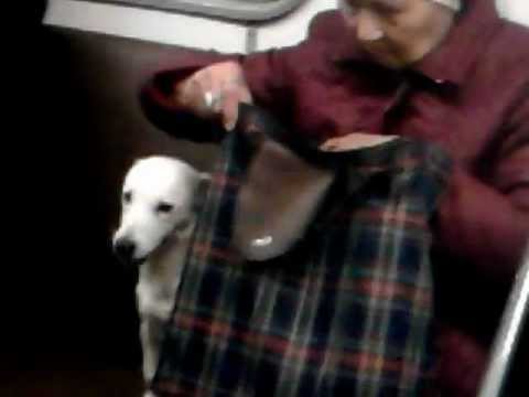 Бабка и собака в метро