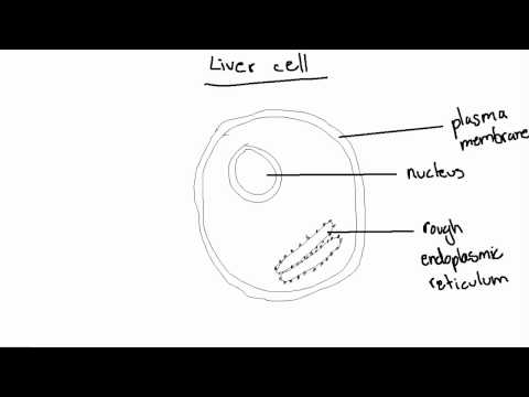 Essay comparing prokaryotic and eukaryotic cells