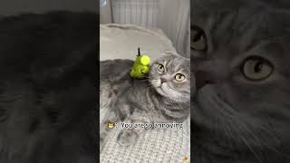 Pets