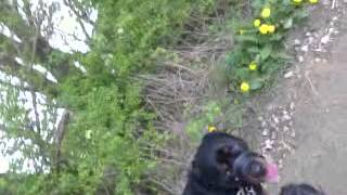 Walking Naz Rottie And Millie Staffy, 24 April 2014