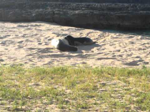 Seal Sneezes