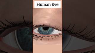 Human Eye Animation