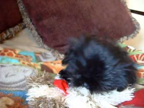 shih tzu puppies washington state imperial shih tzu puppies for sale shih tzu puppies for sale washington state shih tzu puppies washington state imperial shih tzu puppies for sale shih tzu puppies for sale washington state