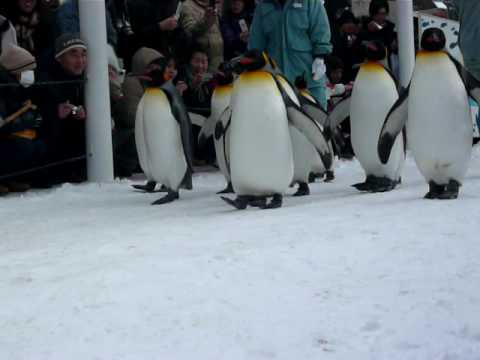 旭山動物園★ペンギンのお散歩
