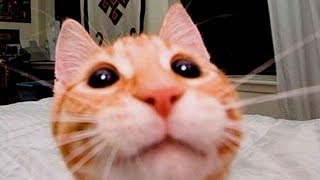 IMPOSSIBLE try not to laugh challenge 😂 Funny Cats & Kittens