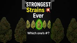 5 Strongest Cannabis Strains Of All Time
