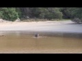 Swimming Wombat