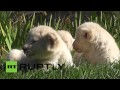 Hear me roar: Rare white lion cubs parade toothless grins in Crimean Safari park