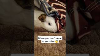 Lil Princess Sezal Hiding Under Pillow Cutest Guinea Pig Moment Ever